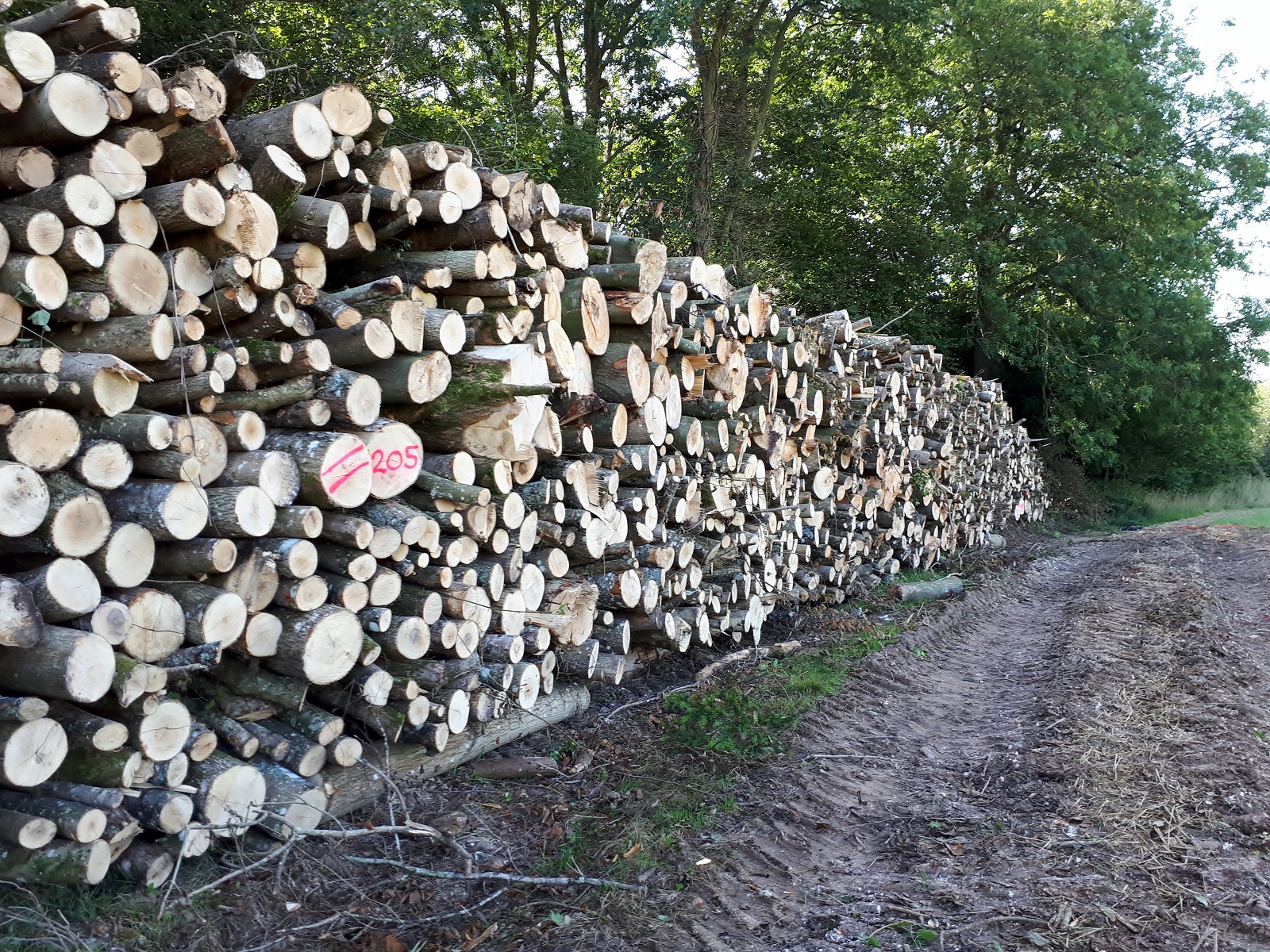 Seasoning hardwood -Forest to Fire - West Sussex logs supplier, West Dean, Chichester